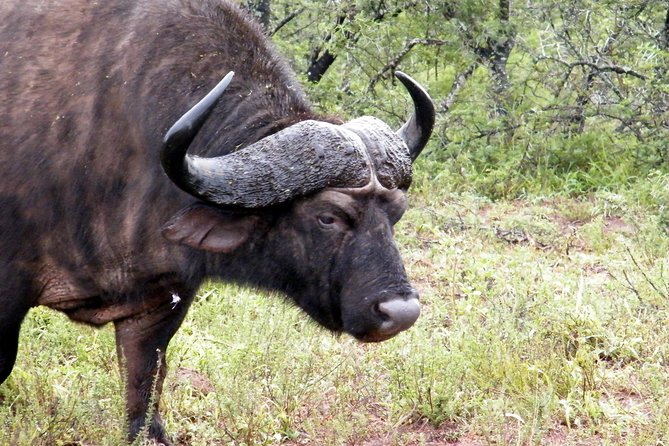 Addo Elephant National Park Tours from Port Elizabeth - Inside Addo: what your game drive feels like