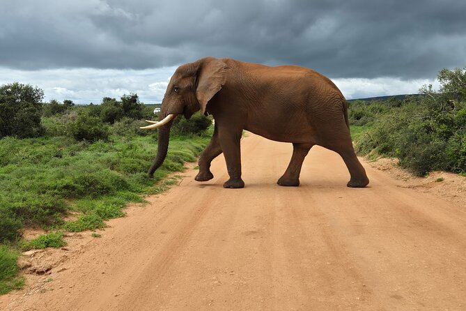 Addo Elephant National Park Tours from Port Elizabeth - Half-day vs full-day: the meal and time tradeoff