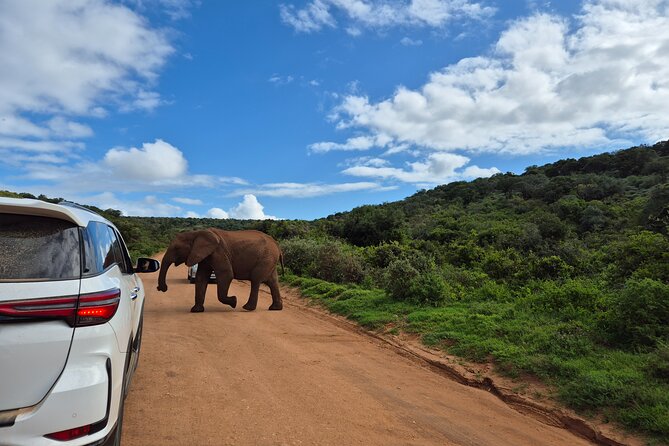 Addo Elephant National Park Tours from Port Elizabeth - Small groups of 4: why this makes photos and watching easier