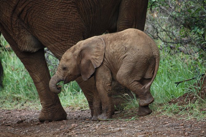 Addo Elephant National Park Tours from Port Elizabeth - What’s included (and what you’re on your own for)