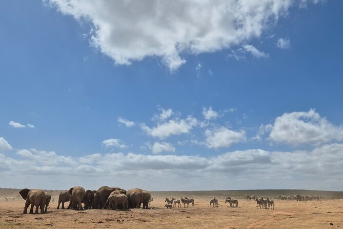Addo Elephant National Park Tours from Port Elizabeth - Price and value: is $142.93 per person fair?