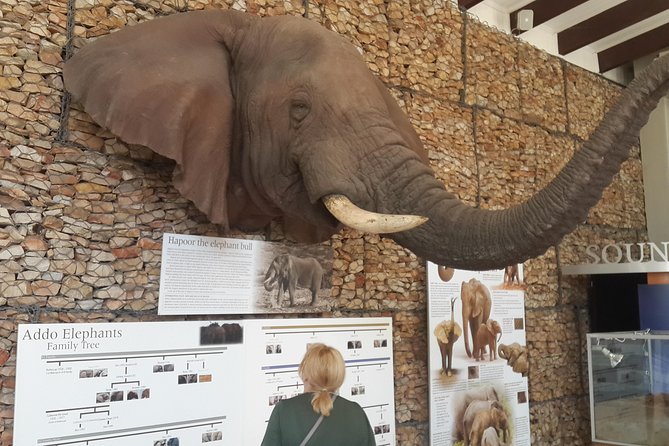 Addo Elephant National Park Tours from Port Elizabeth - Port Elizabeth pickup and the timing that helps you see more
