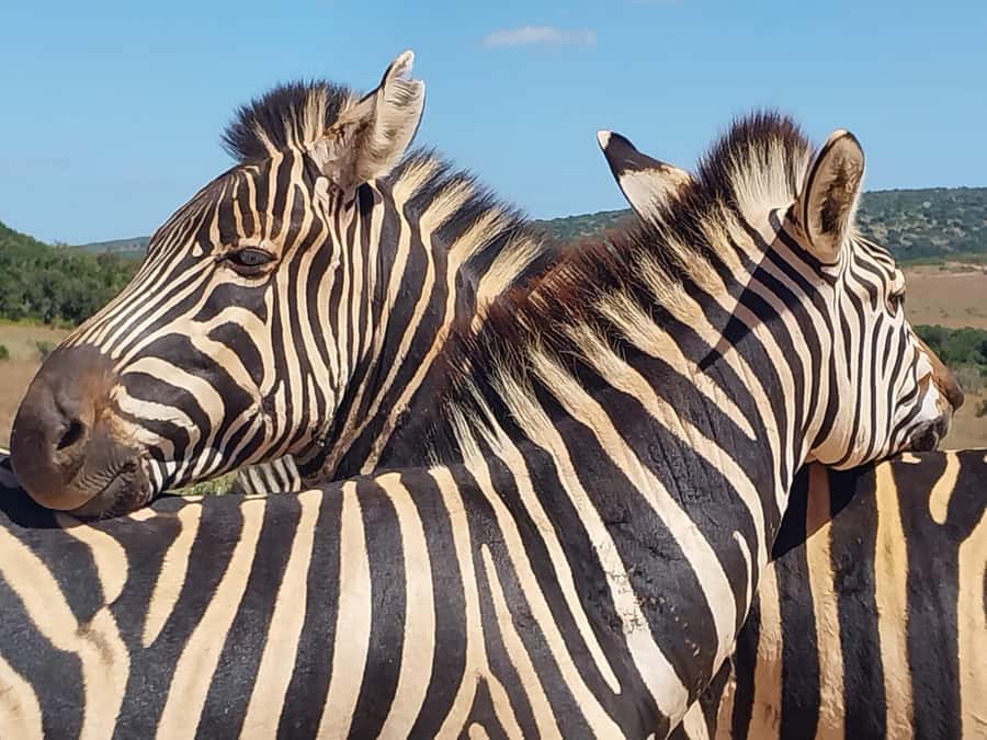 ADDO ELEPHANT PARK - What stands out in Addo elephant country