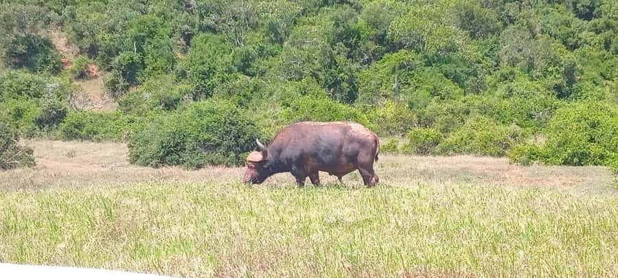 ADDO ELEPHANT PARK - Addo Elephant National Park, why the drive really matters
