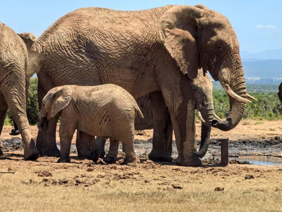 ADDO ELEPHANT PARK - Big Five sightings with an English live guide