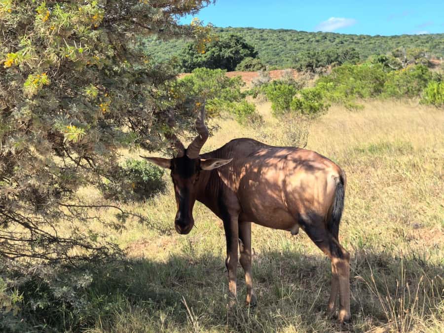 ADDO ELEPHANT PARK - Comfort and reliability, what to watch before you go