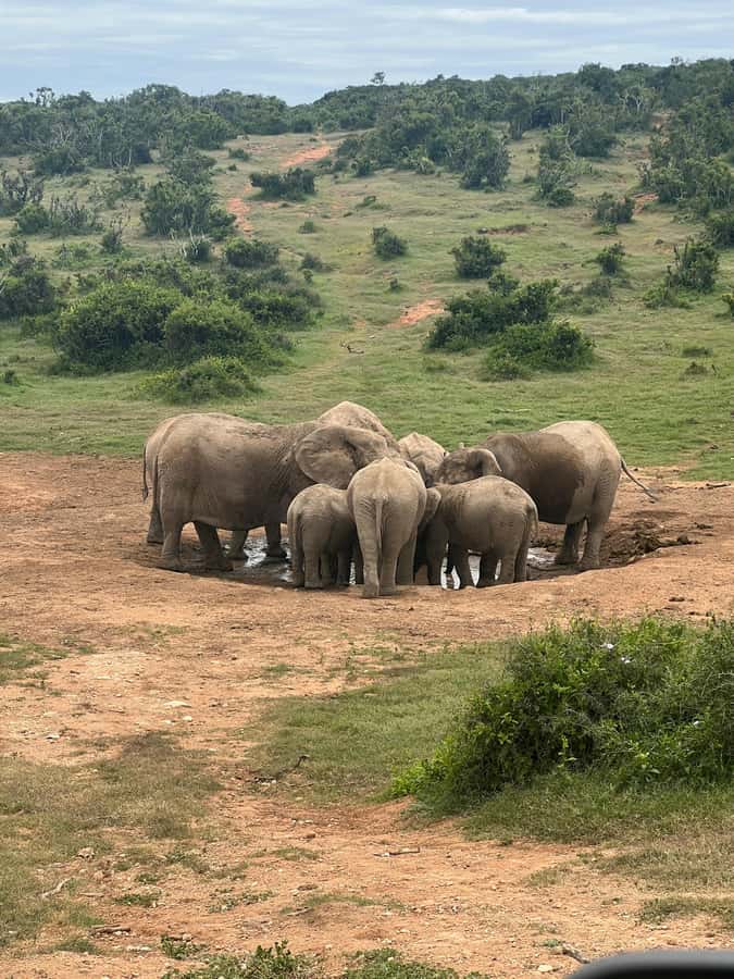 ADDO ELEPHANT PARK - Who this Addo safari is best for