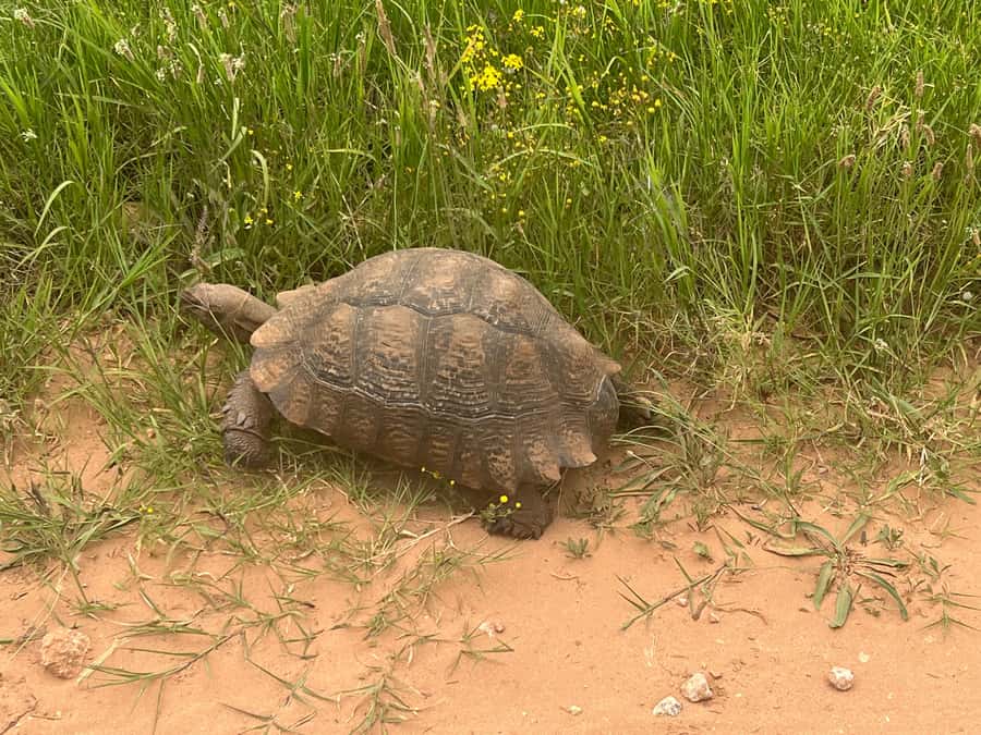 ADDO ELEPHANT PARK - Should you book this Addo Elephant Park drive?