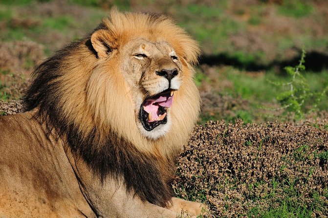 Addo Elephant Park All-Inclusive Day Safari from Port Elizabeth - Campanile drive-by and the Alexandria Dune Field break