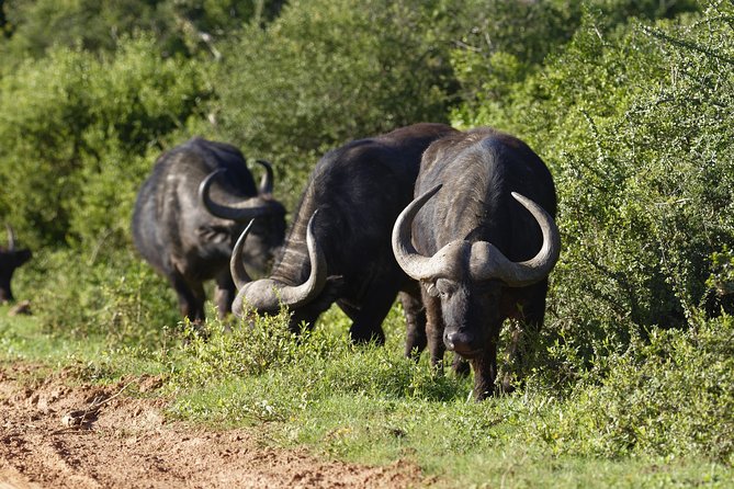 Addo Elephant Park All-Inclusive Day Safari from Port Elizabeth - Morning Addo drive in a closed vehicle