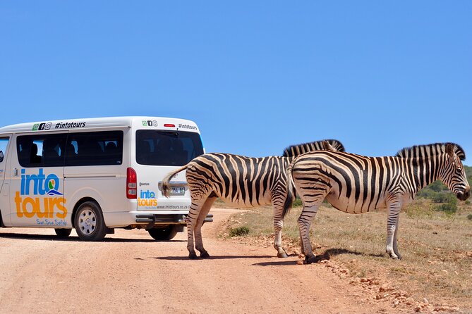 Addo Elephant Park All-Inclusive Day Safari from Port Elizabeth - Main camp stop for curio shop and information centre