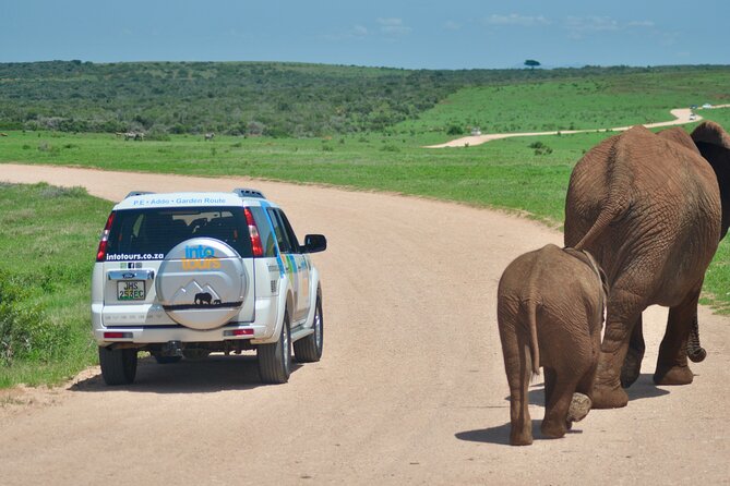Addo Elephant Park All-Inclusive Day Safari from Port Elizabeth - What’s included, and why it helps your budget
