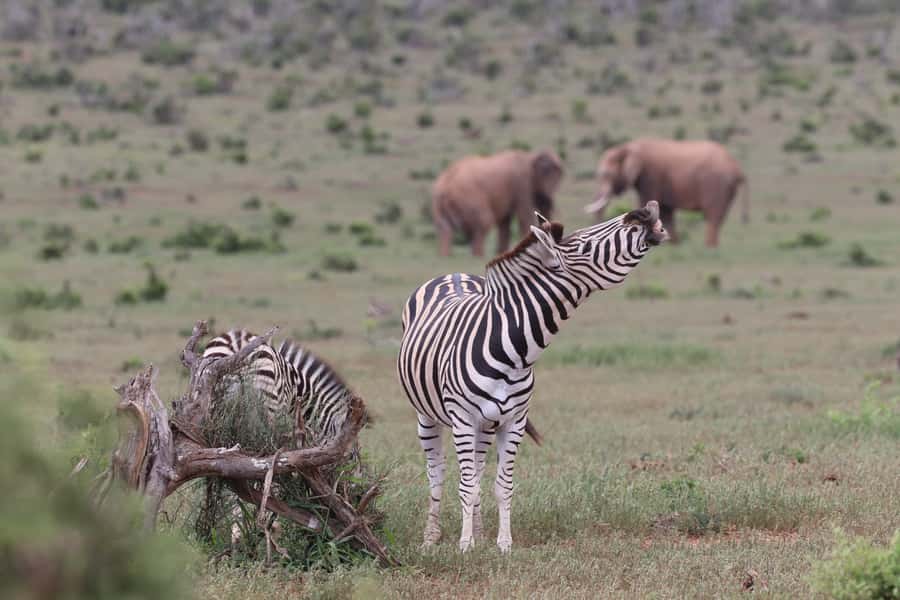 Addo Elephant Park and Giraffe Walk Full Day Safari - Making the Most of Your Guide Time With Ruag, Tony, or Alan McWilliam