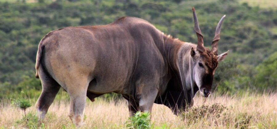 Addo Elephant Park and Giraffe Walk Full Day Safari - Sunday’s River Valley Walk and the Giraffe Tracking on Foot