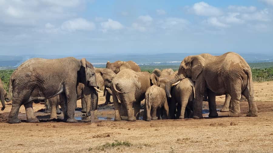 Addo Elephant Park and Giraffe Walk Private Full Day Safari - Why this Addo plus giraffe walk combo hits different