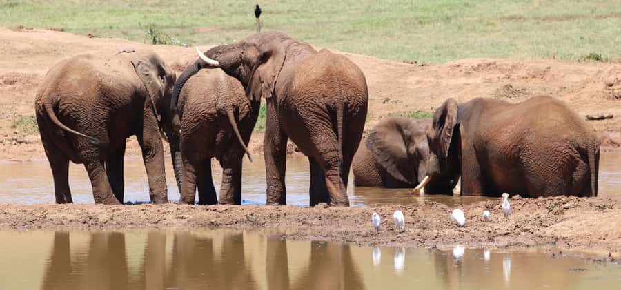 Addo Elephant Park and Giraffe Walk Private Full Day Safari - Practical tips that keep the day smooth