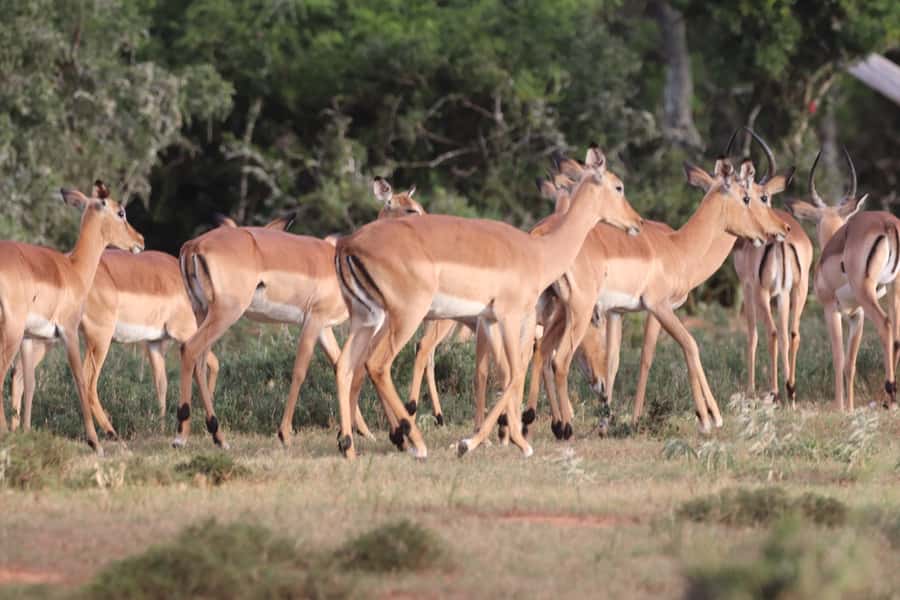 Addo Elephant Park and Giraffe Walk Private Full Day Safari - The braai lunch inside the park: where the day feels worth it