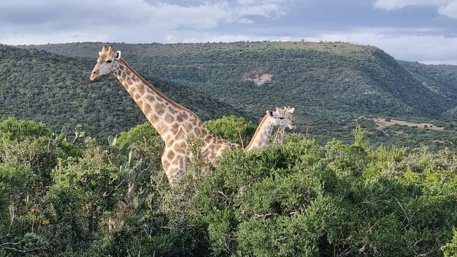 Addo Elephant Park and Giraffe Walk Private Full Day Safari - Giraffe tracking on foot: what changes when you walk toward wildlife