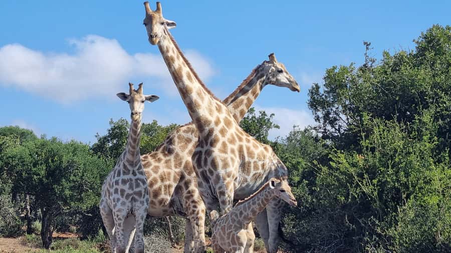 Addo Elephant Park and Giraffe Walk Private Full Day Safari - Price and value: why $280 can make sense for a private full day