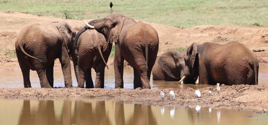 Addo Elephant Park and Giraffe Walk Private Full Day Safari - Who this safari suits best, and who should rethink it