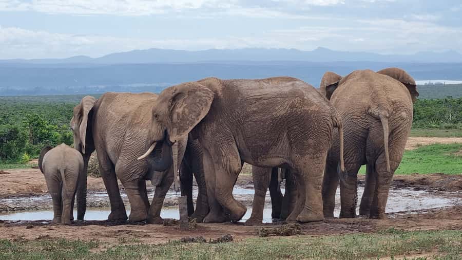 Addo Elephant Park and Giraffe Walk Private Full Day Safari - Inside Addo Elephant National Park: elephants first, but keep your eyes moving