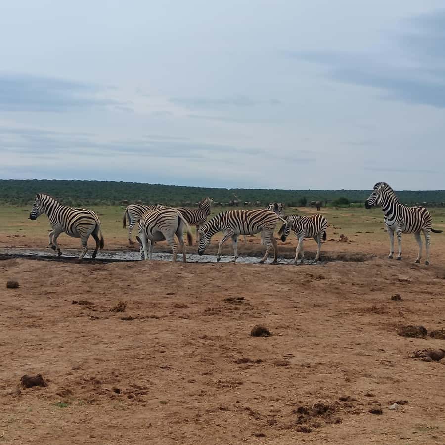 Addo Elephant Park and Kragga Kamma Game Park Combo - Key things that make this combo worth your time
