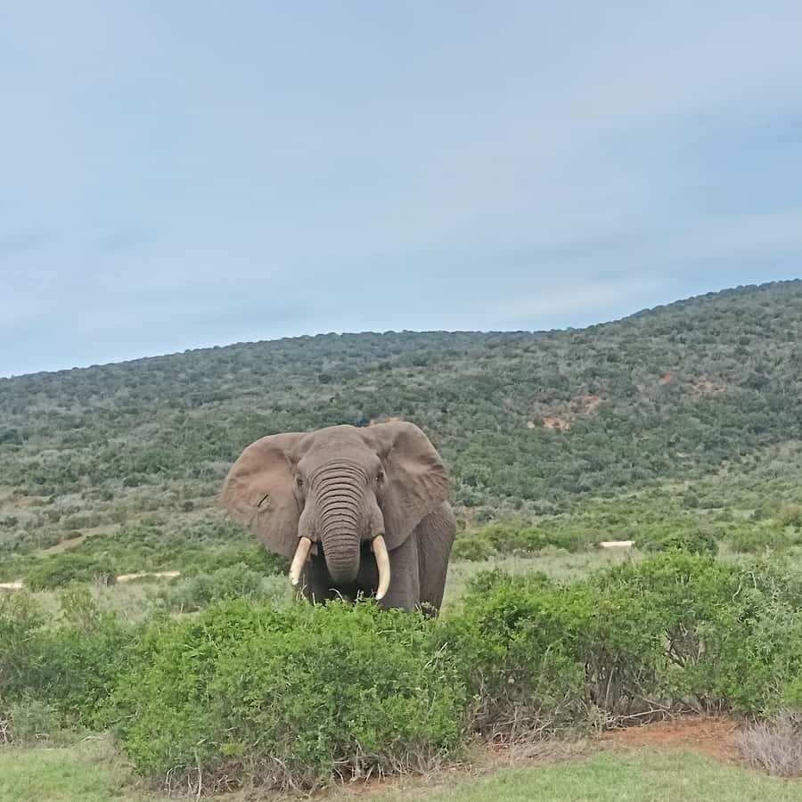 Addo Elephant Park and Kragga Kamma Game Park Combo - Why this Addo and Kragga Kamma combo makes sense