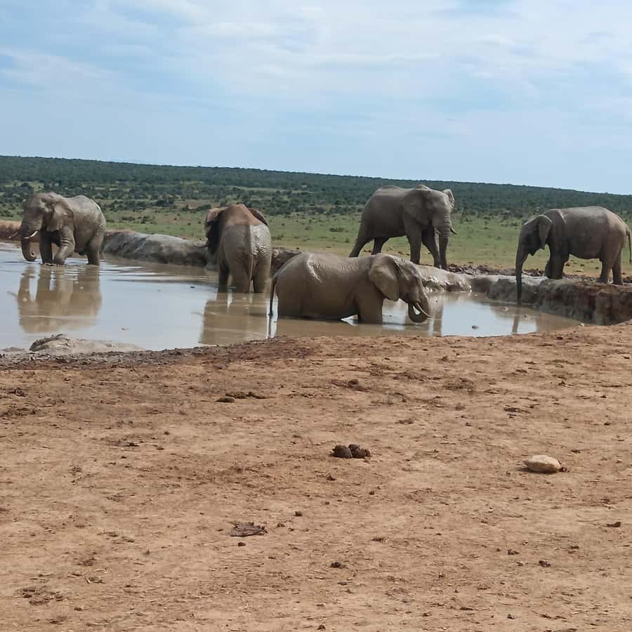 Addo Elephant Park and Kragga Kamma Game Park Combo - Kragga Kamma Game Park: why a private reserve changes the game