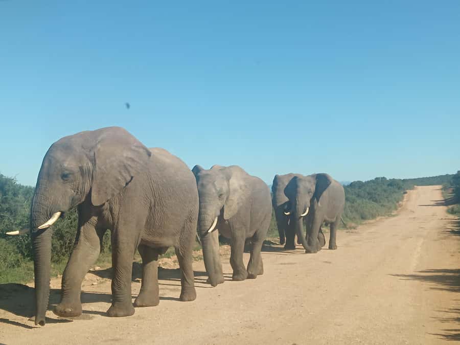 Addo Elephant Park and Kragga Kamma Game Park Combo - The guide effect: how good spotting turns a drive into a hunt