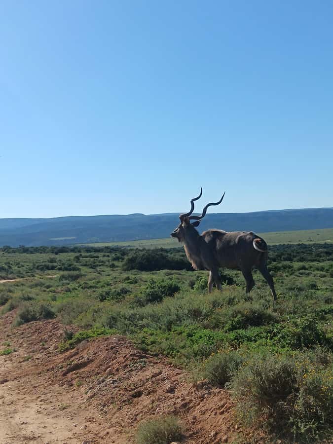 Addo Elephant Park and Kragga Kamma Game Park Combo - Price and what you actually get for $224 per person