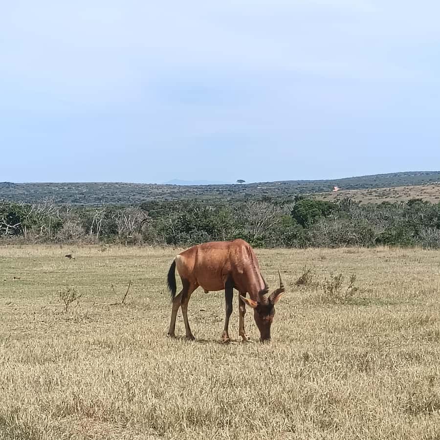 Addo Elephant Park and Kragga Kamma Game Park Combo - Addo Elephant National Park: elephants first, then the Big Five odds