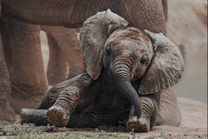 Addo Elephant Park Full day big 5 Safari - Key highlights you should care about