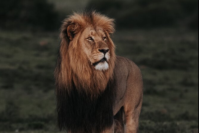 Addo Elephant Park Full day big 5 Safari - The malaria-free elephant stronghold, from last 11 to about 700