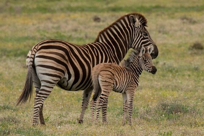 Addo Elephant Park Full day big 5 Safari - Inside the guided Addo safari: how the search actually works