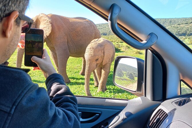 Addo Elephant Park Full day big 5 Safari - The Big Five targets: what’s realistic in a single outing