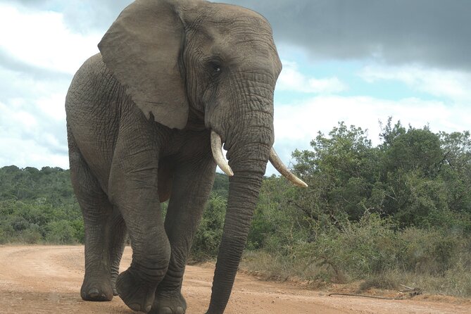 Addo Elephant Park Full day big 5 Safari - Snacks, water, and optional extras that can make the day feel less rushed