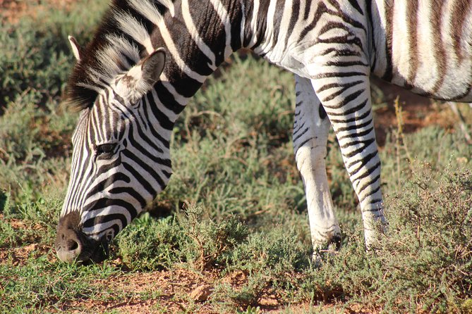 Addo Elephant Park multi-day Photo Safari - Steve Biko Centre: 1 hour that adds real context