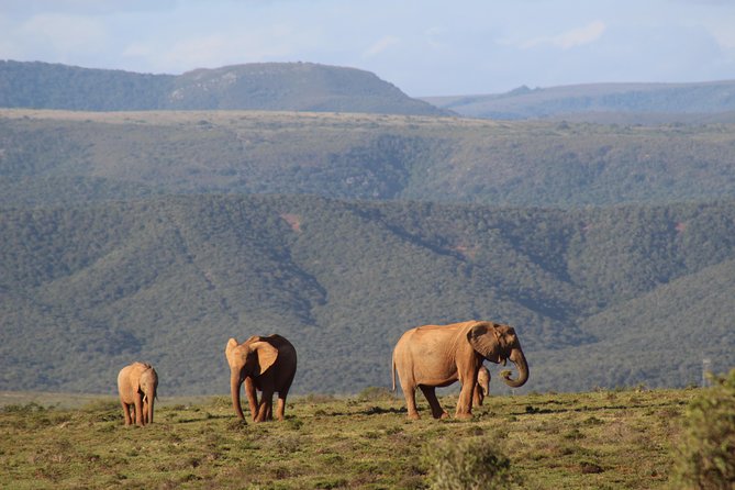 Addo Elephant Park multi-day Photo Safari - East London to Addo: two nights near the park