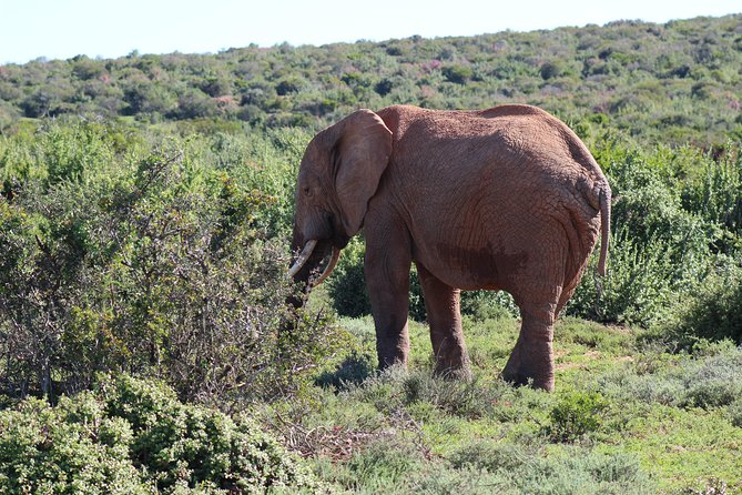 Addo Elephant Park multi-day Photo Safari - Sundays River Mouth and Beach: 3 hours with real options