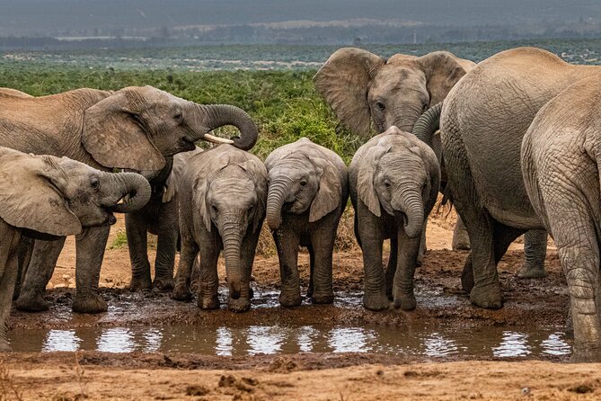Addo Elephant Park Safari & Shore Excursion from Port Elizabeth - Key things to know before you go