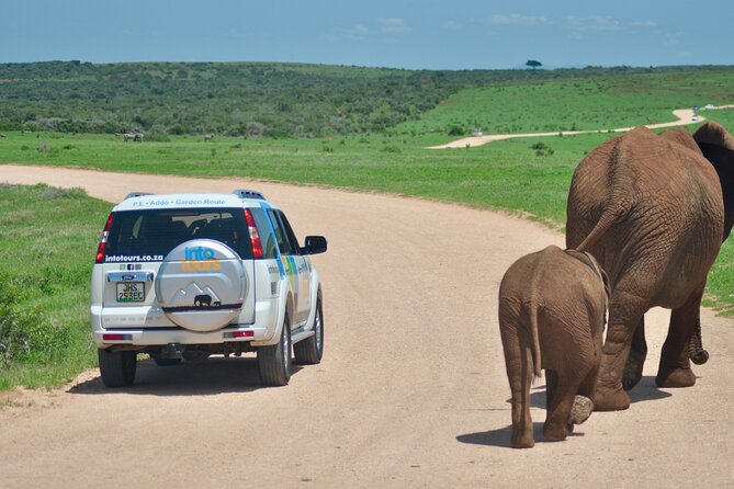 Addo Elephant Park Safari & Shore Excursion from Port Elizabeth - Port Elizabeth starter stops, plus why they matter