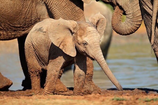 Addo Elephant Park Safari & Shore Excursion from Port Elizabeth - Transfers, timing, and the cruise-day reality