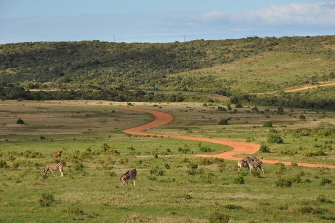 Addo Elephant Park Safari & Shore Excursion from Port Elizabeth - Who should book this safari shore excursion