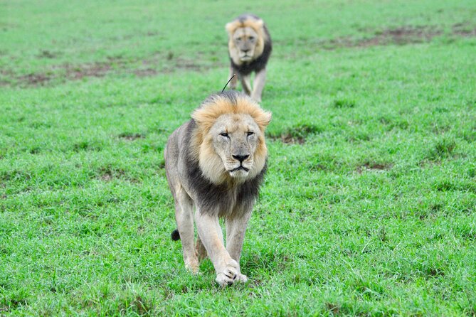 Addo Elephant Park Safari & Shore Excursion from Port Elizabeth - Two game drives in one day: how to use them