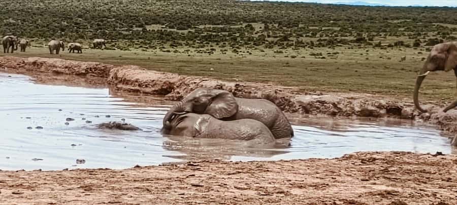 Addo Elephant Park:Safari Tour meet Big 5 to be satisfied - Key things that make this Addo safari feel worth your time
