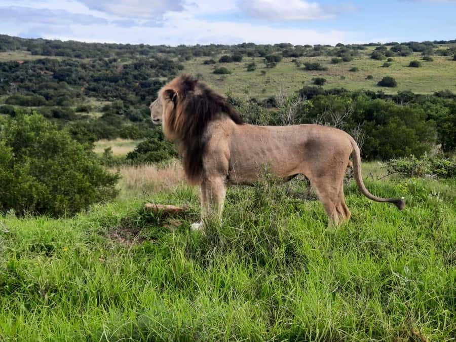 Addo Elephant Park:Safari Tour meet Big 5 to be satisfied - From PE Harbour to Addo Elephant Park, timed for real days