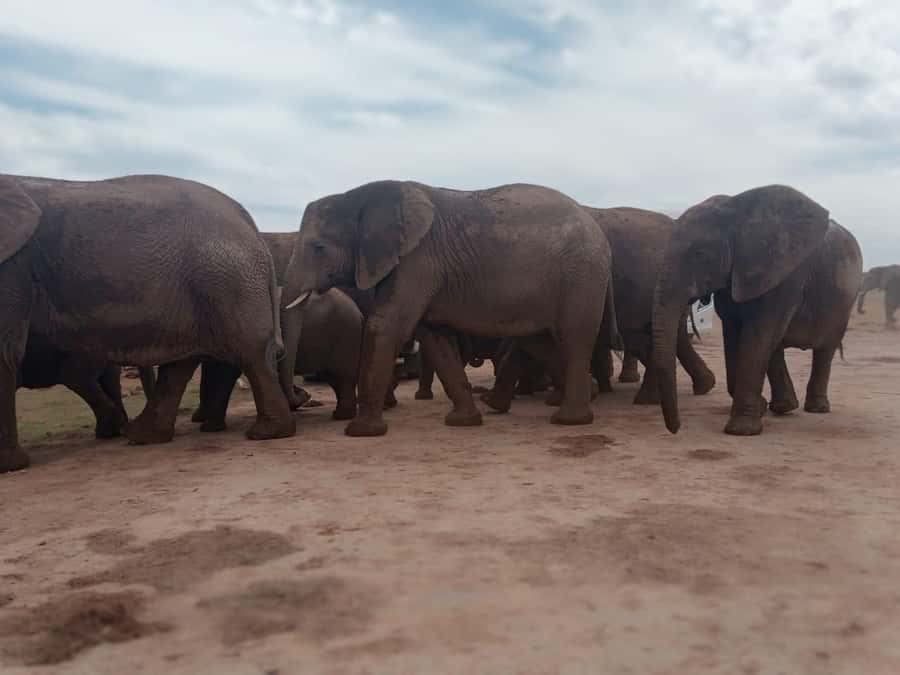 Addo Elephant Park:Safari Tour meet Big 5 to be satisfied - How the Big Five search actually plays out in 6 hours