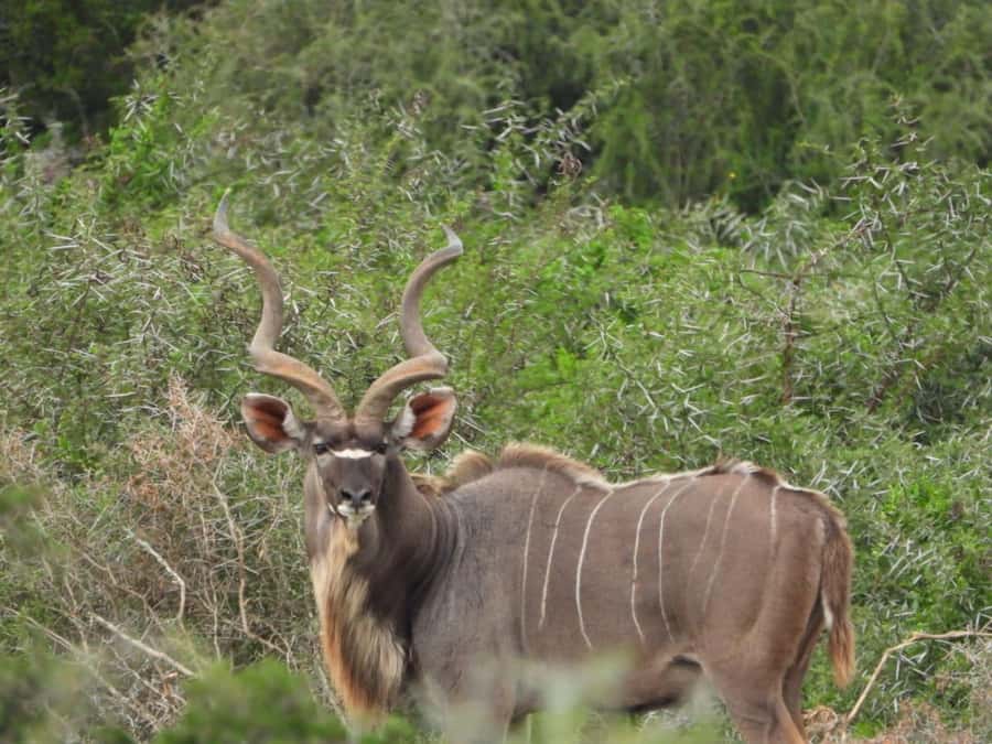 Addo Elephant Park:Safari Tour meet Big 5 to be satisfied - Photos and comfort tips that matter in Addo country