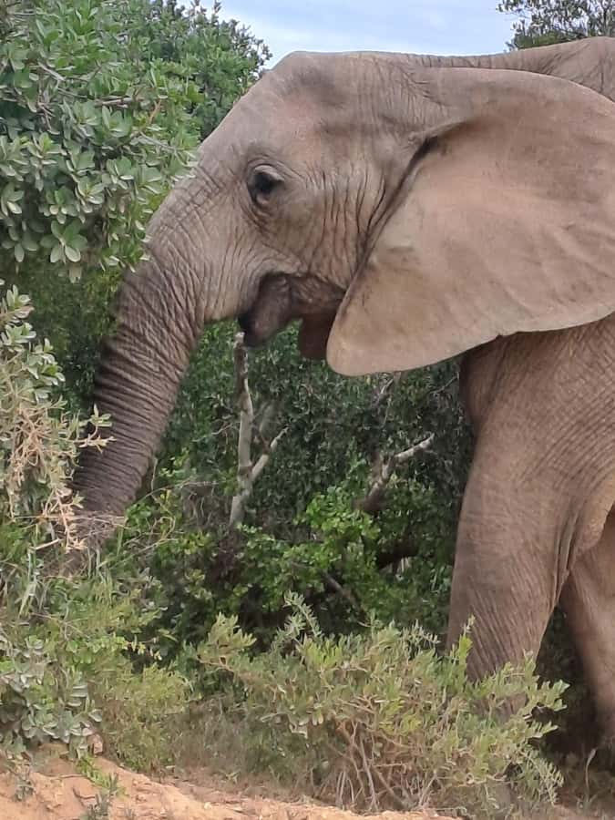 Addo Elephant Park:Safari Tour meet Big 5 to be satisfied - Should you book it?