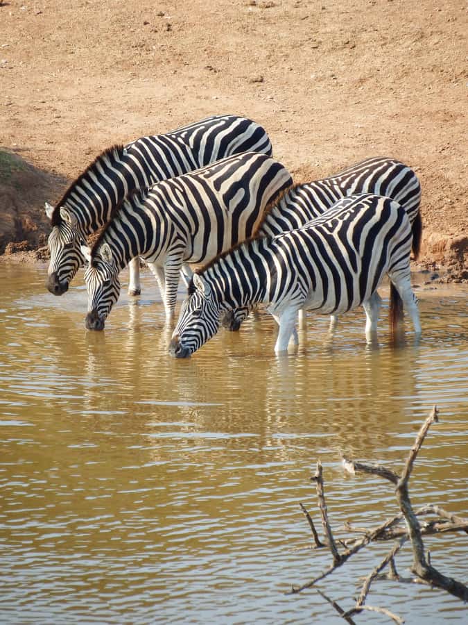 Addo Elephant Park Tours. Full Day - Addo Elephant National Park, the big-animal safari you can actually time